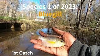 Fishing at Little Quankey Creek