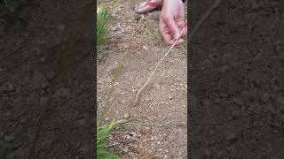 wounded grasshopper  | Hise Hikers