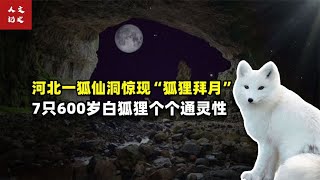 河北一狐仙洞惊现“狐狸拜月”，7只600岁白狐狸个个通灵性【人文记史】