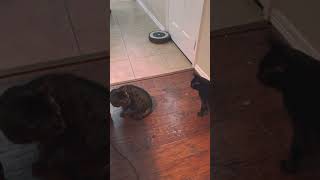 Cats hissing at each other