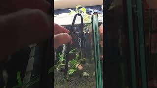 Aclimating shrimps with DIY drip hose