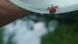 Tick Born Disease