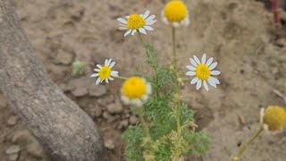 Babuna.بابونہ۔बाबूना chamomile.