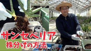 【サンセベリア】生産者が教えます！株分けの方法【赤塚植物園農場だより】