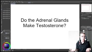 Do the Adrenal Glands Make Testosterone?