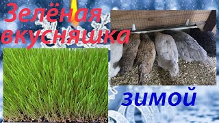 Зимние кормления кур несушек зеленью.