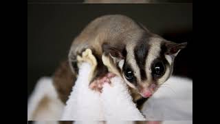 Pouch Wonders: The Marsupial Nature of Sugar Gliders