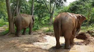 Elephant Volunteering Thailand - Mini Clip 1