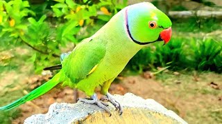 Ringneck Talking Parrot Natural Chirping Sounds