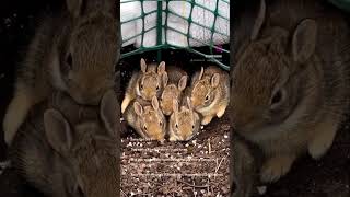 Bunny Cam Day 9 - Family Photo!