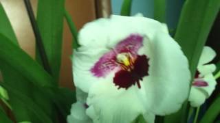 Miltoniopsis MIKE 2017