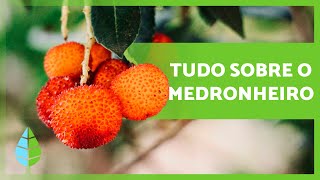 BENEFÍCIOS do MEDRONHEIRO para a SAÚDE 🍒💚 (Propriedades, Para que Serve e Como Tomar)