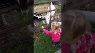 Jocelyn feeds goats - Partyka Farms