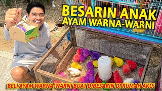 BELI AYAM WARNA-WARNI BUAT DIBESARIN DI RUMAH! GEDENYA JADI KAYA GIMANA YA?!