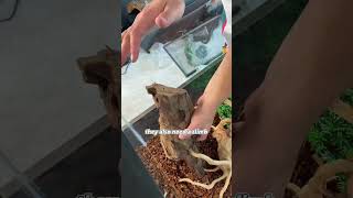 Buying a 6,000$ exotic Lizard 🦎