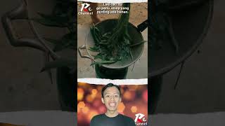 Kangkung tidak di potong saat di masak #youtubeshorts