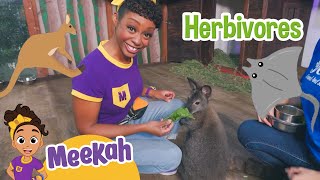 Feeding Time! Meekah Meets Aquatic Friends & Exotic Creatures! | MEEKAH! Full Episode