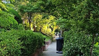 natural Beauty | morning walk nyc