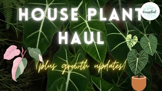 Plant Haul & Growth Updates || House Plant Care