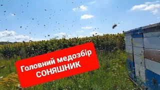 10 днів #головний_медозбір 2023 #бджільництво #моя_пасіка #bee #honey #мед #mitla #ukraine