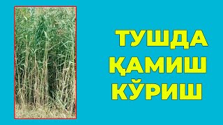 Туш табири - Тушда Камиш куриш