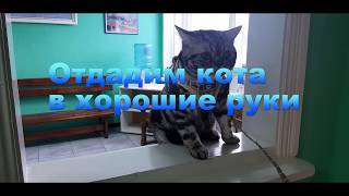 Ищем нового хозяина для кота по кличке Сава