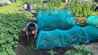 Allotment update | अलोटमेन्टको के हो एस्तो अवस्था ? | Growing our own veggies |Nepali gardening Vlog