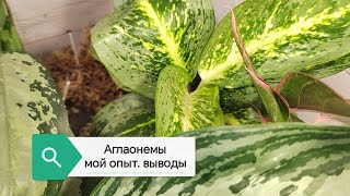 мой опыт выращивания аглаонем. посадка на фитильный полив.