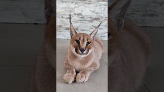 Красивый каракал Вишня 🍒 #cat #caracal #kitten #servalcats #serval #caracat #каракал #catlover