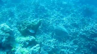 Descend to Hawksbill: Best Snorkeling Great Barrier Reef.AVI