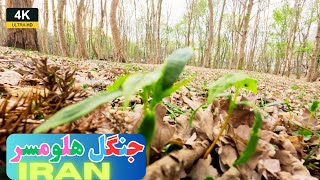 The sound of the forest - the sound of nature to relax - halumsar forest in Amol - iran 4k