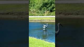 Parrish, Florida USA 2016 Sandhill Cranes Dancing