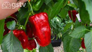 Growing Lany Sweet Peppers in a Duogrow Planter!