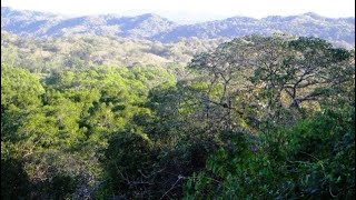 The structure and function of tropical dry forests: Jennifer Powers