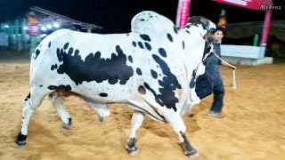 Kala Dabba Bachra || Kamran Saman Cattle Farm || Qurbani 2022