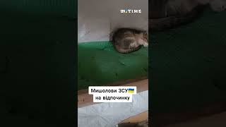 Пухнасті помічники відпочивають після полювання 🐈🐾 #shorts