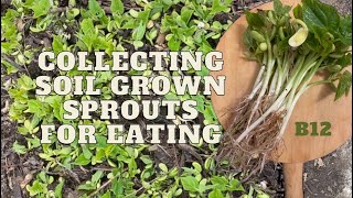 Eating organic sprouts grown in soil