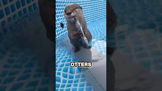 These Otters Were Playing When This Happened 😱