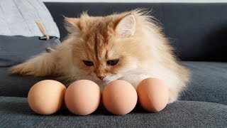 CATS PLAYING WITH EGGS