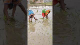 planting rice paddy #shorts