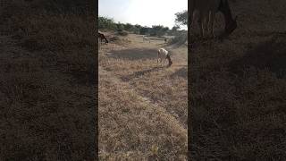 Hermosas cabras se alimentan en el bosque de Thar  🐐🐐🐐🐐🌹🌹🌹😍