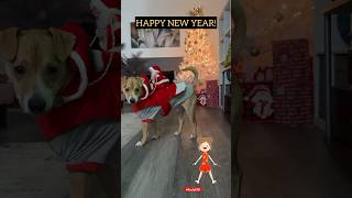 CHRISTMAS is OVER?✨HAPPY NEW YEAR!✨🐶✨#dog#shorts#youtubeshorts#funny#newyear