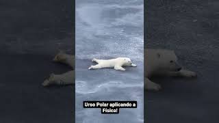 Urso polar aplicando a FÍSICA! #shorts