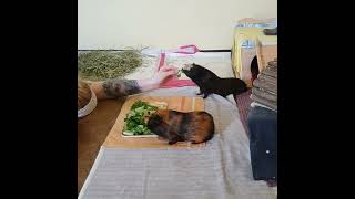 My daily "routine" with my guinea pigs :) | 2024.05.24