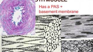 Medical School Histology. Images of Muscle Tissue.