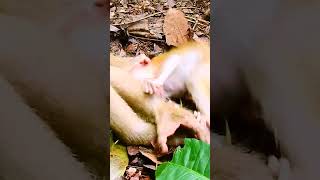 #monkey #babymonkey #monkeycry #newbabymonkey #newbornbaby #fbreel #facebook #short #shortvideos #Mo