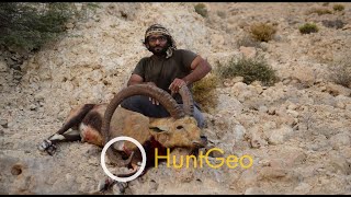 Nubian Ibex hunt in Sudan