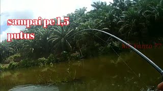 MANCING IKAN GABUS SAMPAI PE 1,5 PUTUS || kir Yanto 77