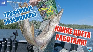 Наши ТРОФЕИ АХТУБЫ / Подборка воблеров / Гоняем окуня в заброс