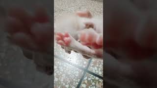 New born kitten/cute kitten😺/kitty/Persian kittens/beautiful kittens#shorts#tiktok#cat#kitten